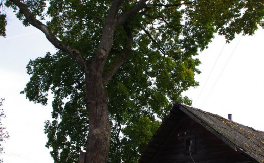 8_Grabijolu klevas.jpg